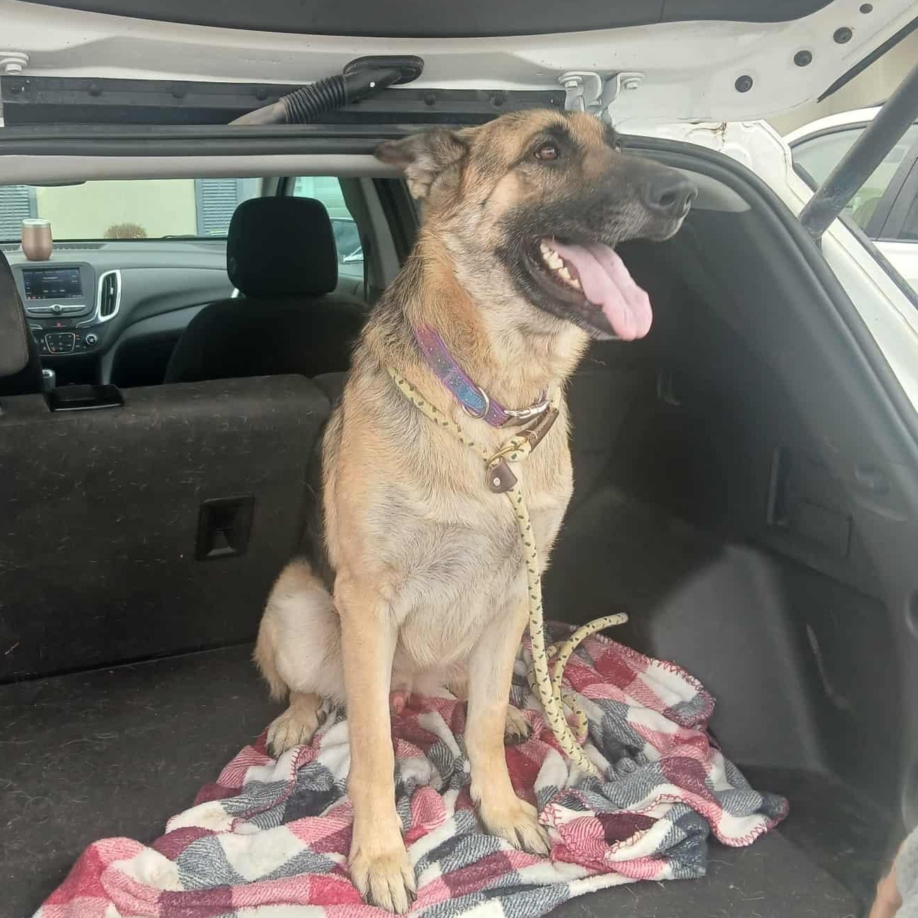 FLETCHER > Bleeding Heart Society, an adopted German Shepherd Dog in Charlotte, NC image 3/6