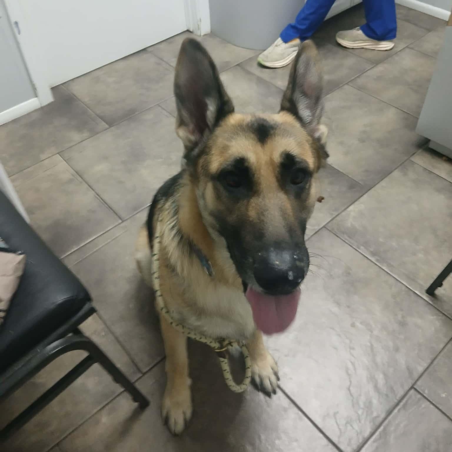 FLETCHER > Bleeding Heart Society, an adopted German Shepherd Dog in Charlotte, NC image 4/6