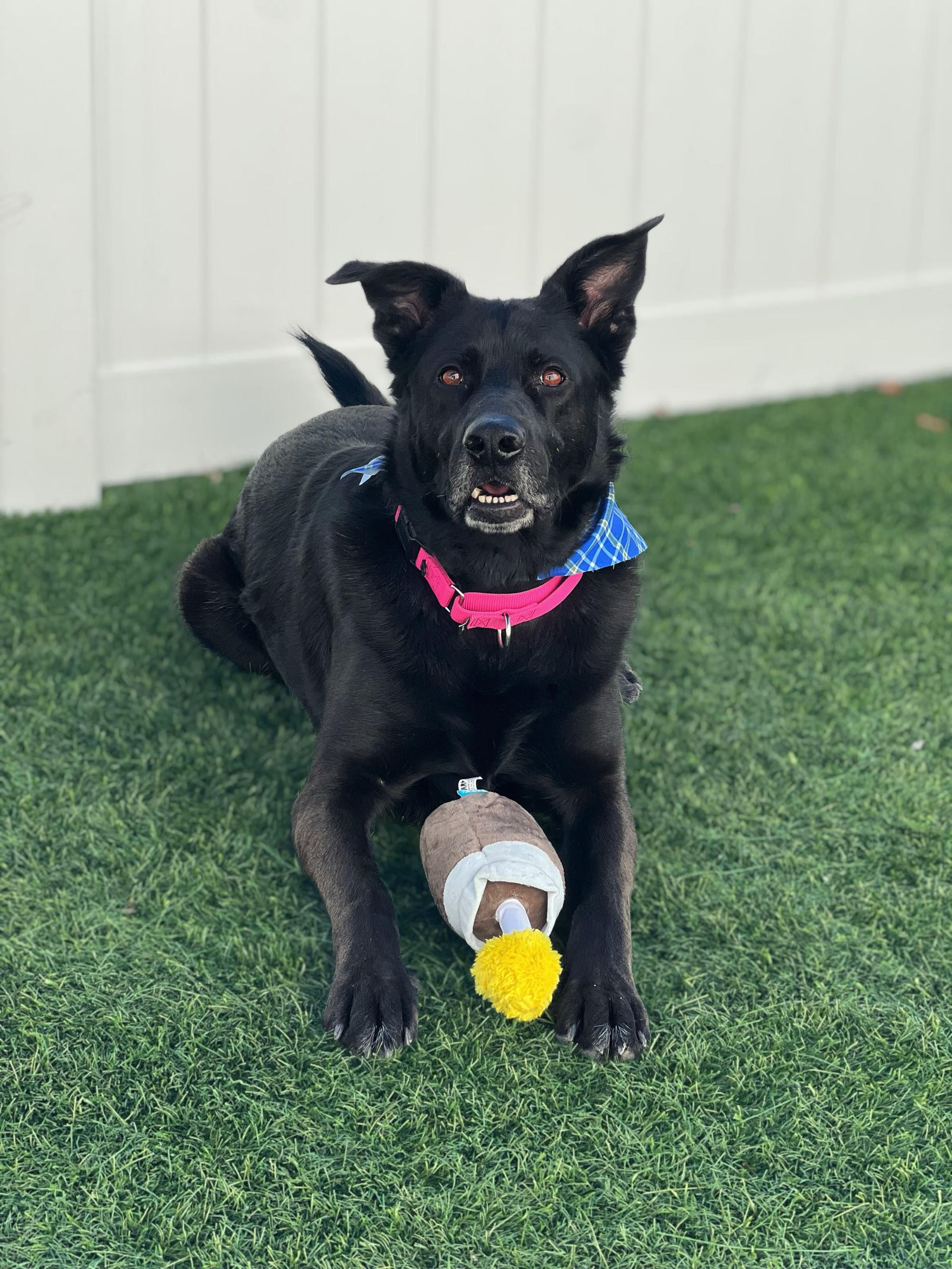 Bo, ADOPTABLE, Adult Male German Shepherd Dog.