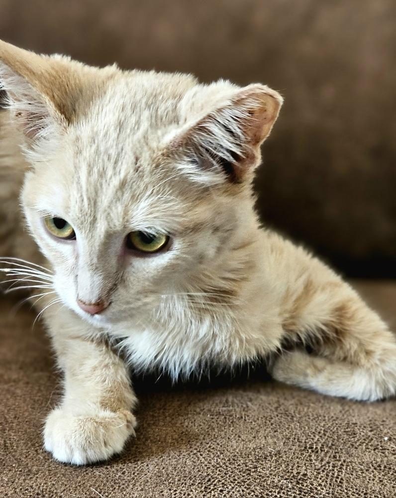 Tiana, Adoptable, Adult Female Domestic Short Hair.