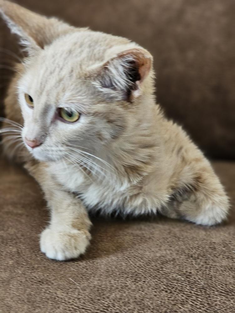 Tiana, a Adoptable Domestic Short Hair in Jemez Pueblo, NM image 2/2
