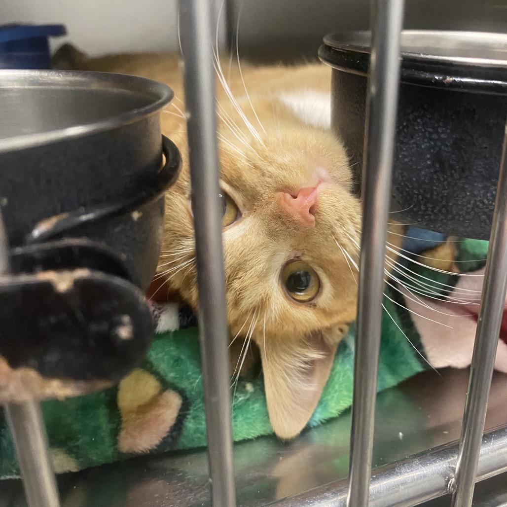 Geyser, Adoptable, Young Male Domestic Short Hair.