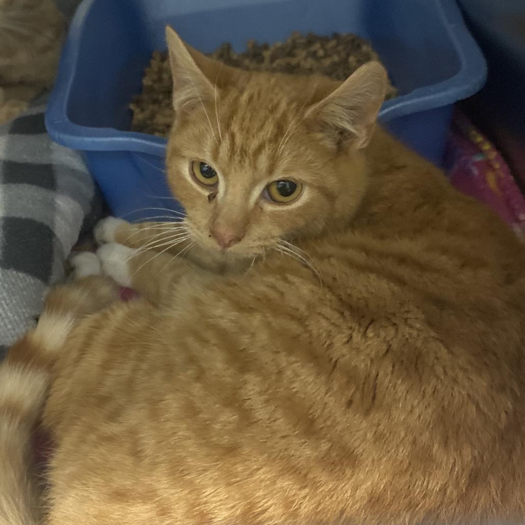 Enlarge Geyser, a Adoptable Domestic Short Hair in Canastota, NY image 1/1