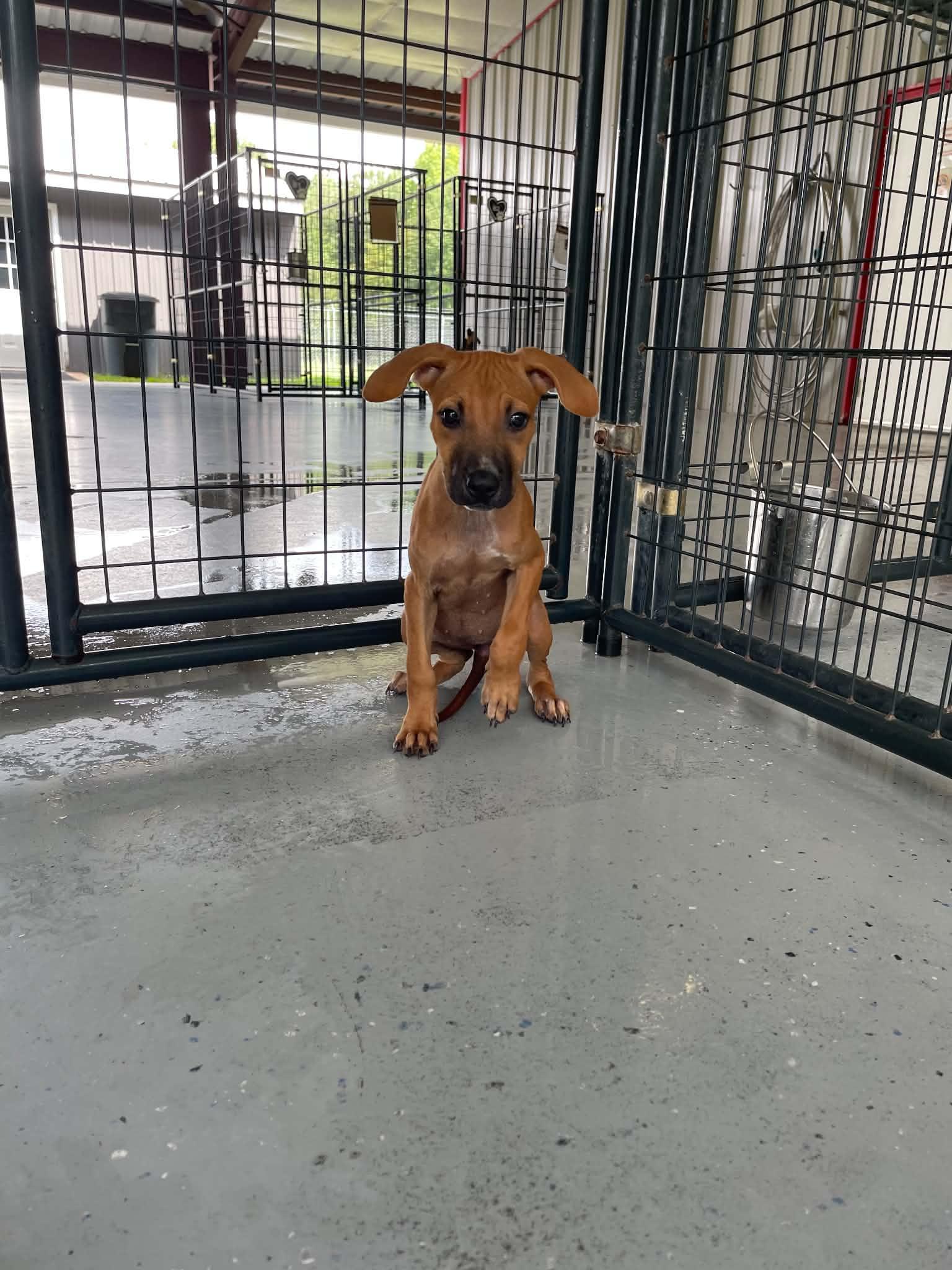 Olga, ADOPTABLE, Puppy Female Chihuahua.