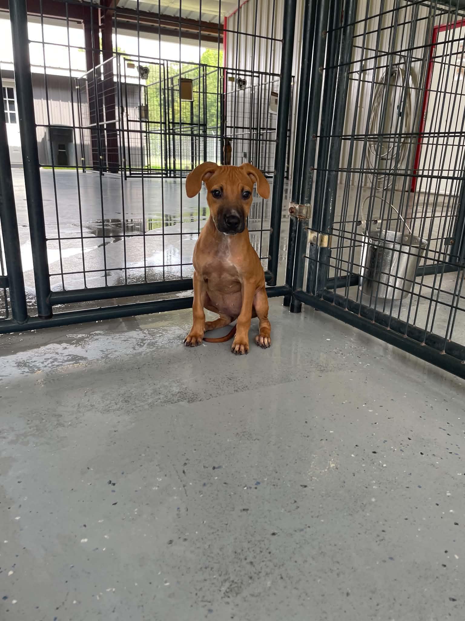 Enlarge Olga, a ADOPTABLE mixed breed in Bishopville, SC image 2/2