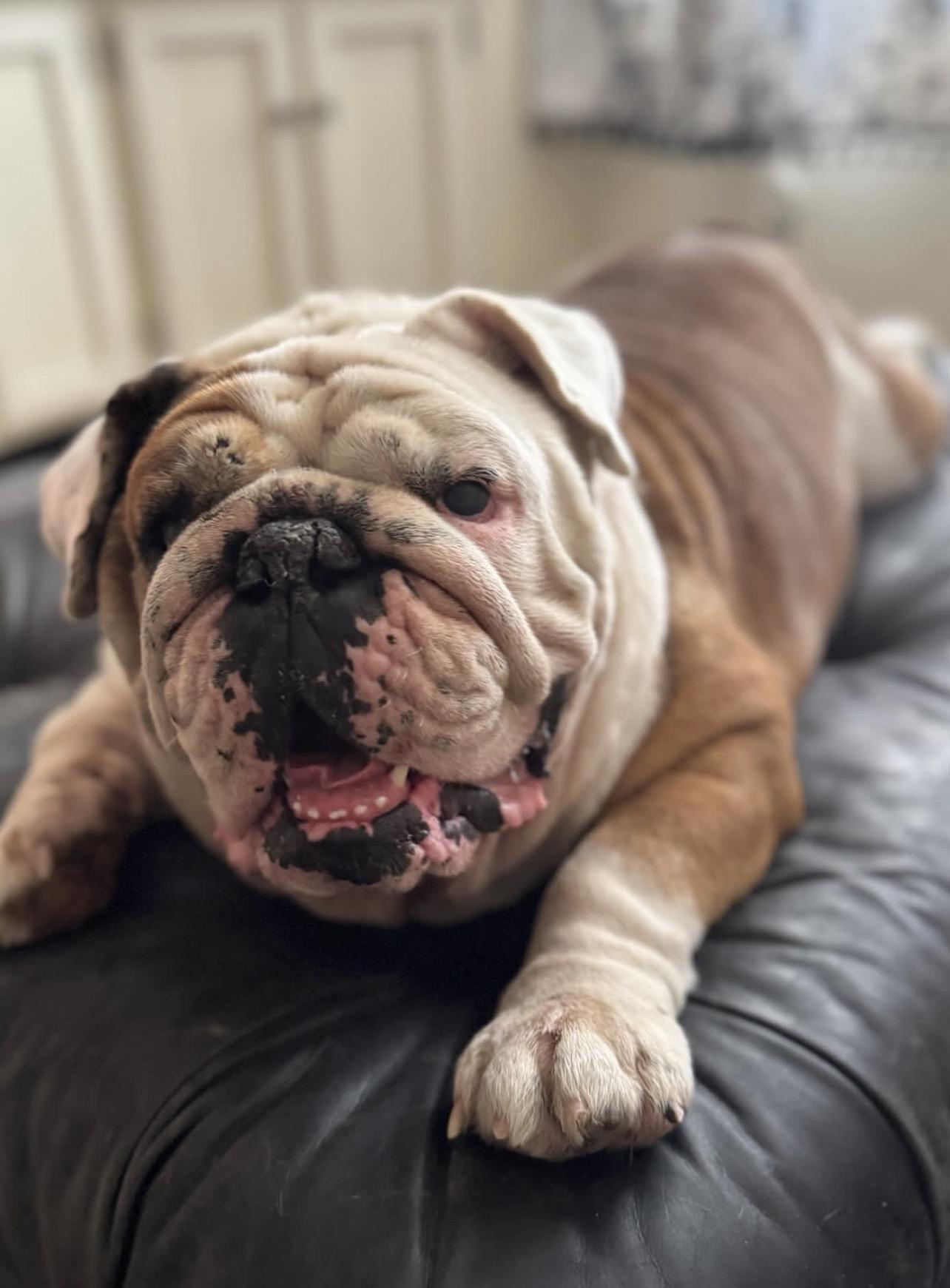 Enlarge Gladys, a Adoptable English Bulldog in Richmond, VA image 2/6