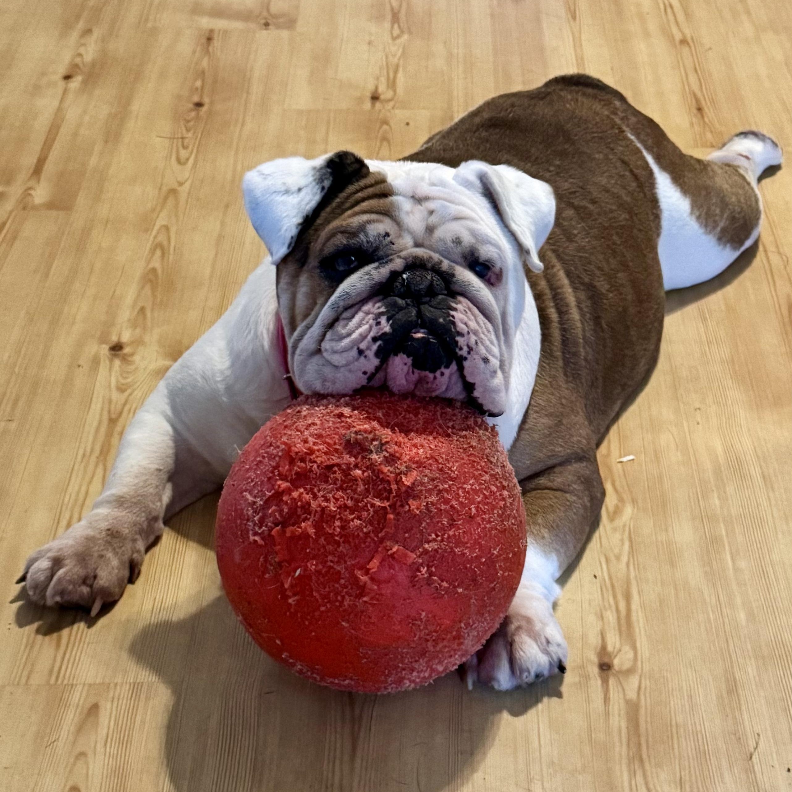 Enlarge Gladys, a Adoptable English Bulldog in Richmond, VA image 1/6