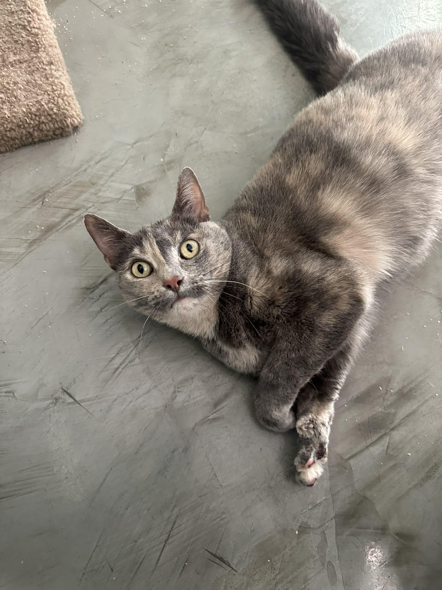 My Sharona, Adoptable, Young Female Dilute Tortoiseshell & Domestic Short Hair.