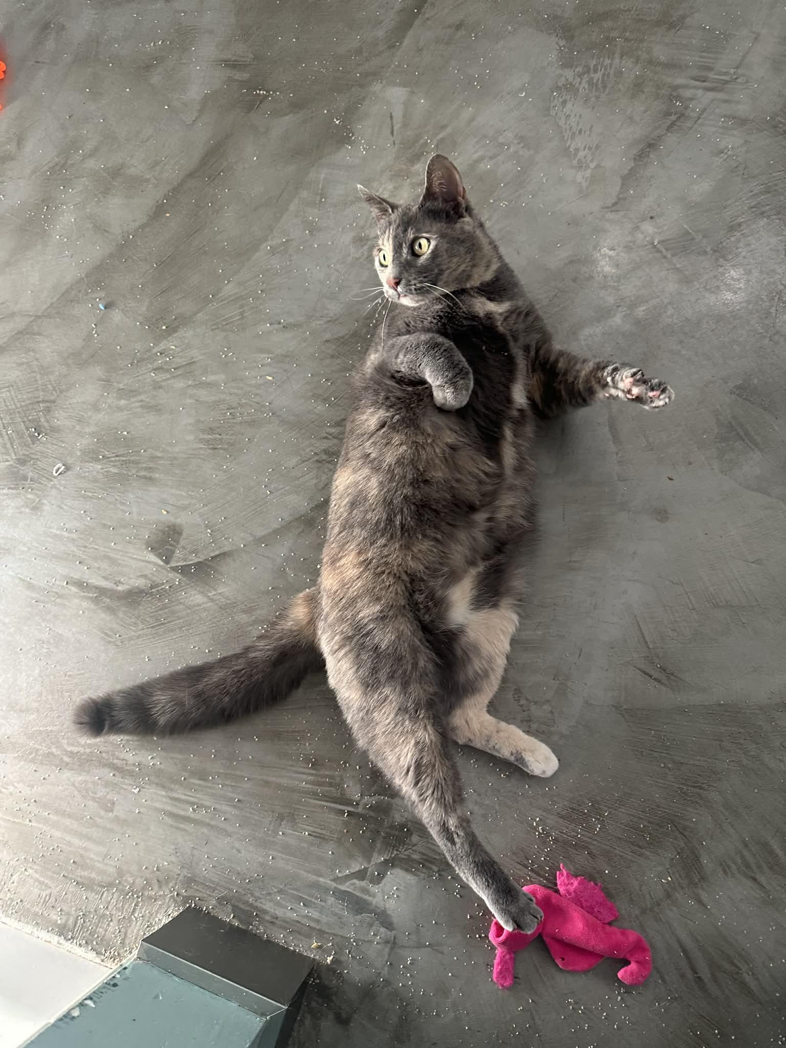 My Sharona, a Adoptable mixed breed in Cincinnati, OH image 2/3