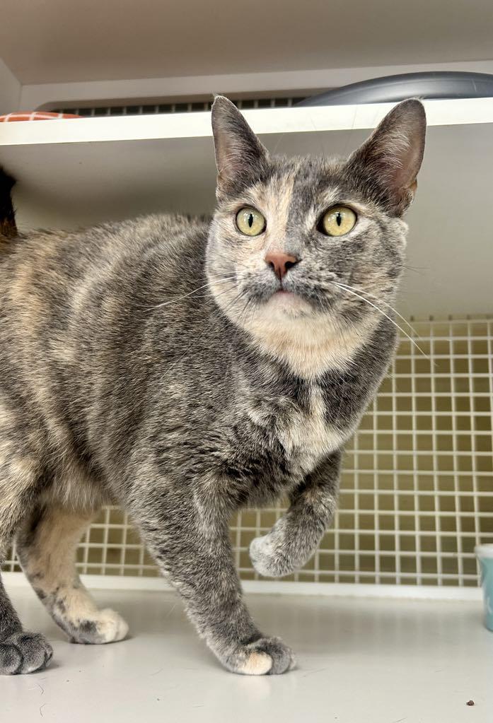 My Sharona, a Adoptable mixed breed in Cincinnati, OH image 3/3