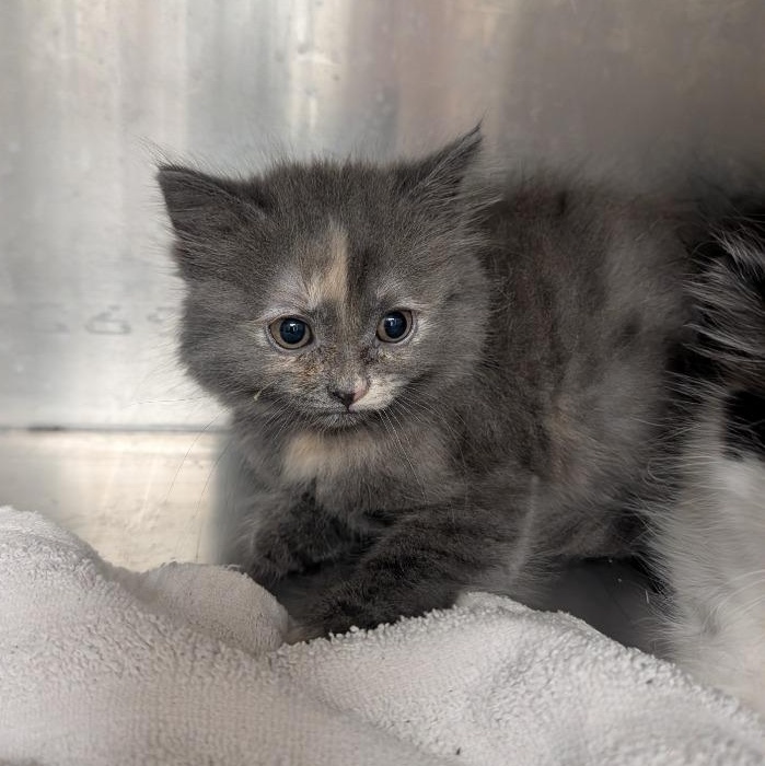 Enlarge Taylor, an adopted Domestic Medium Hair in Oconto, WI image 1/1