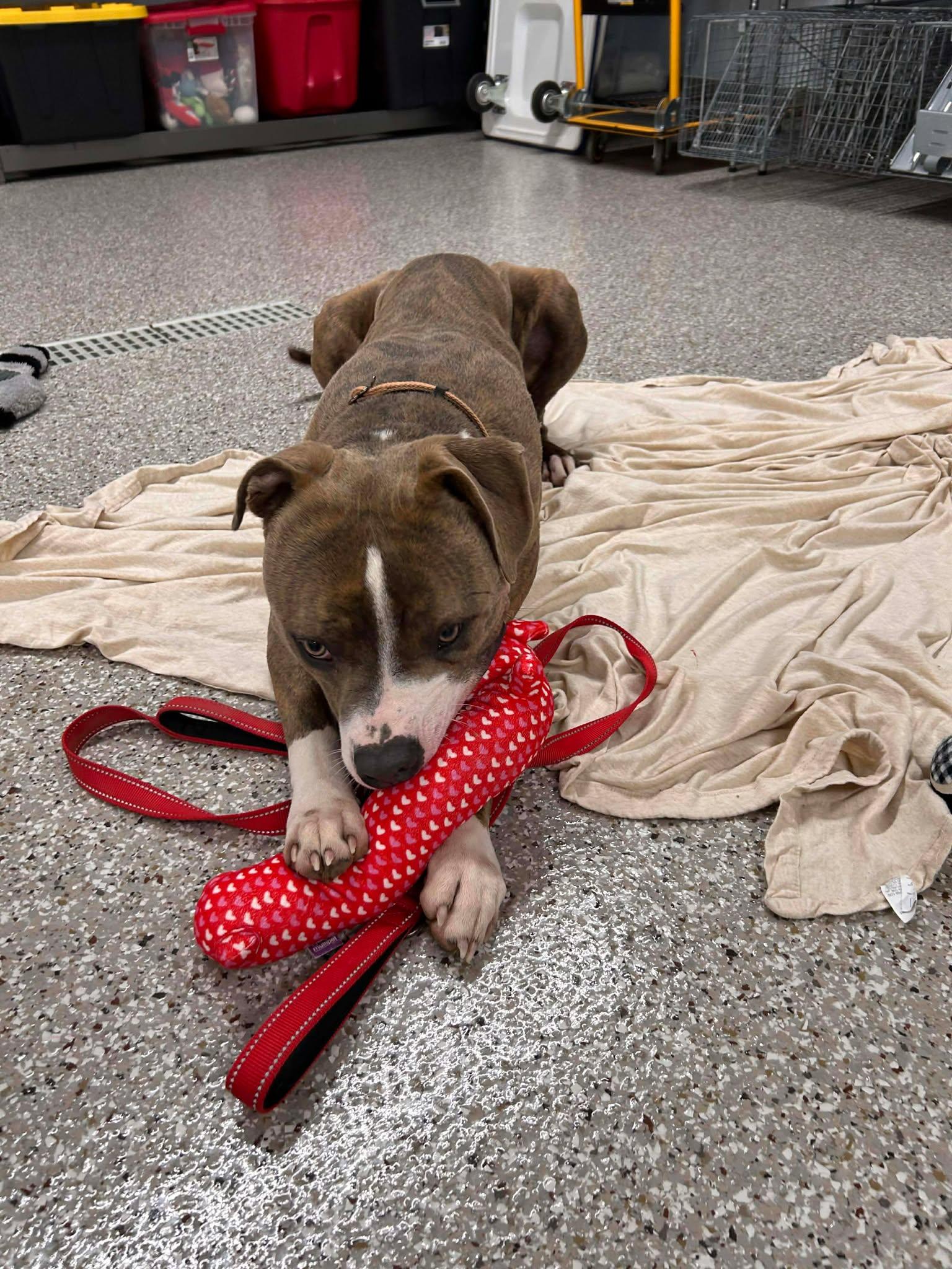 Enlarge Tankini, a ADOPTABLE mixed breed in Shepherdsville, KY image 2/5