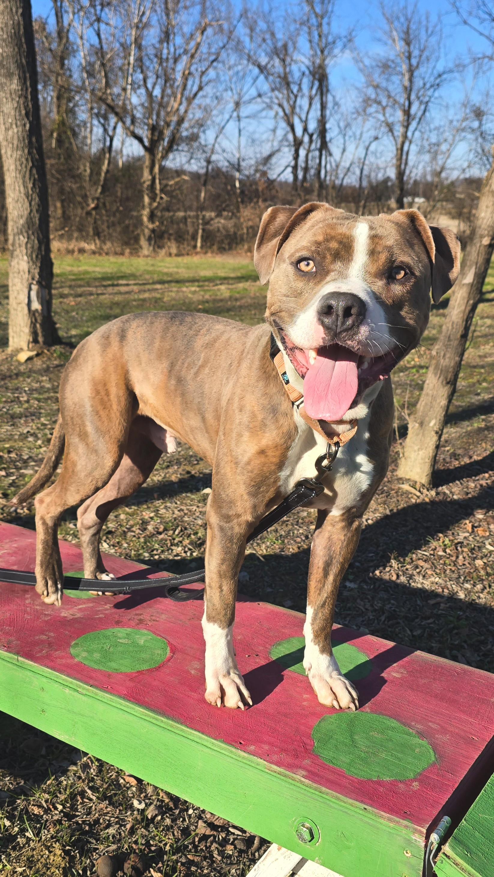 Enlarge Tankini, a ADOPTABLE mixed breed in Shepherdsville, KY image 1/5