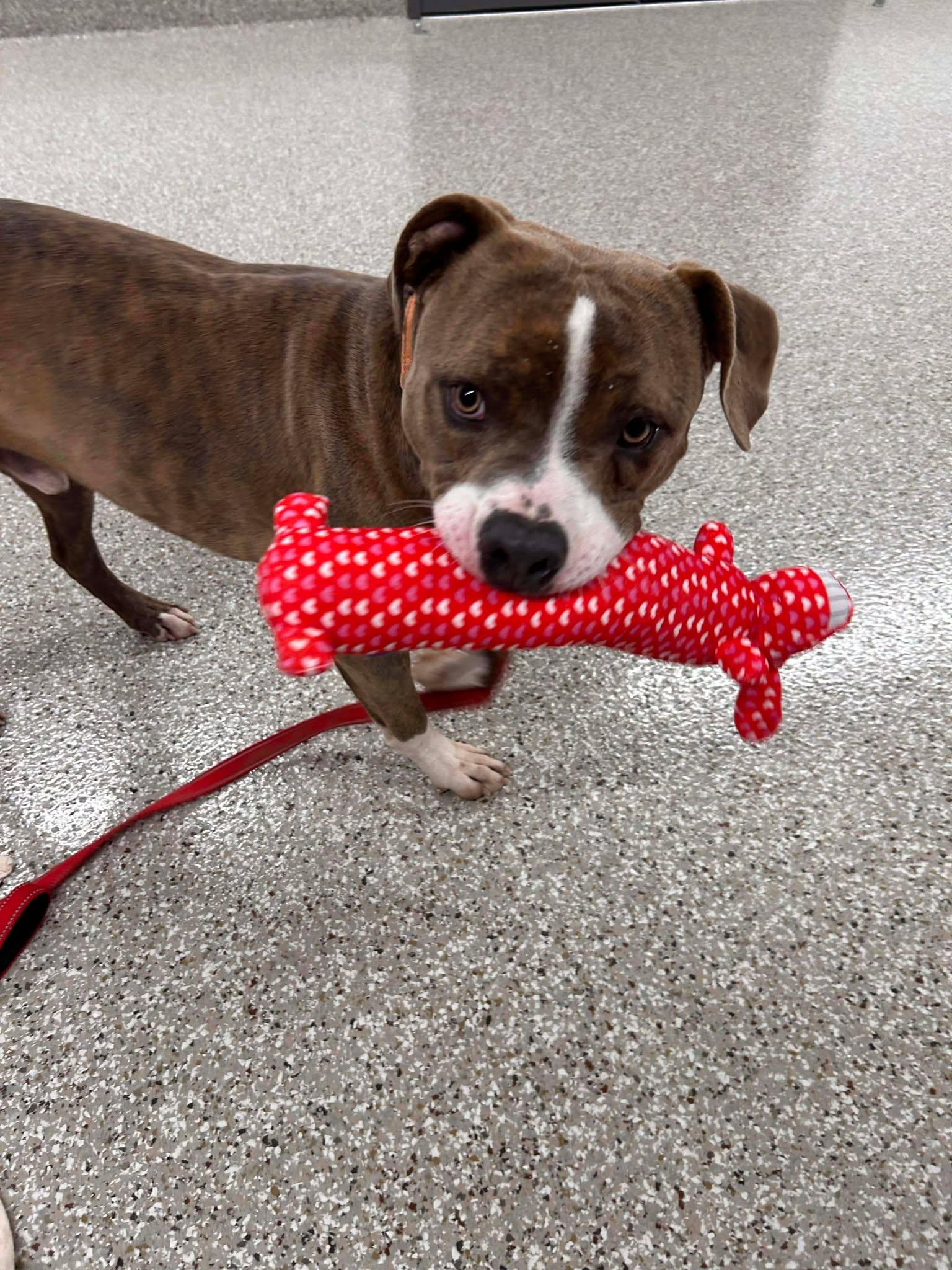 Enlarge Tankini, a ADOPTABLE mixed breed in Shepherdsville, KY image 3/5