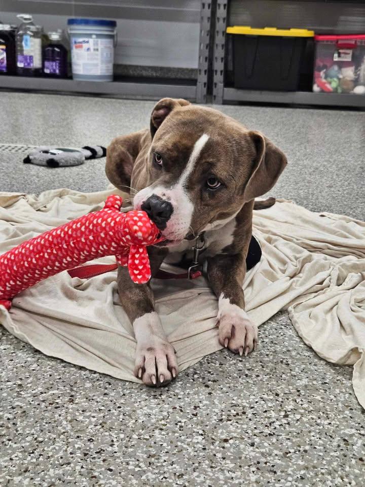 Enlarge Tankini, a ADOPTABLE mixed breed in Shepherdsville, KY image 4/5