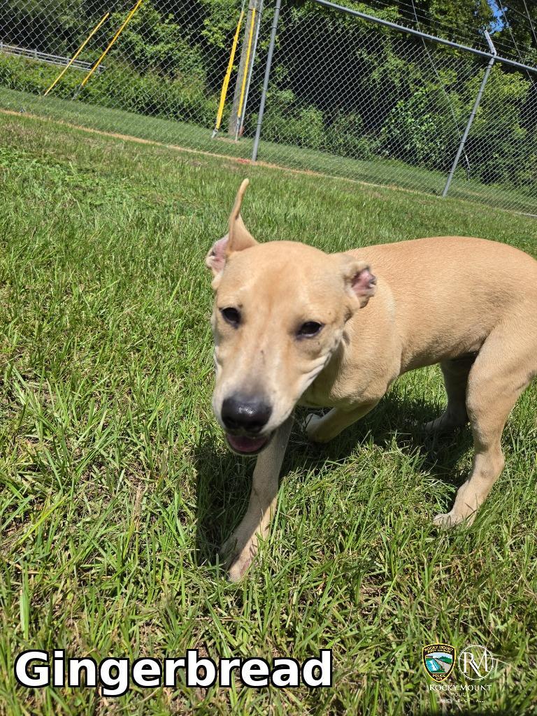 Gingerbread, Adoptable, Puppy Female Pit Bull Terrier.