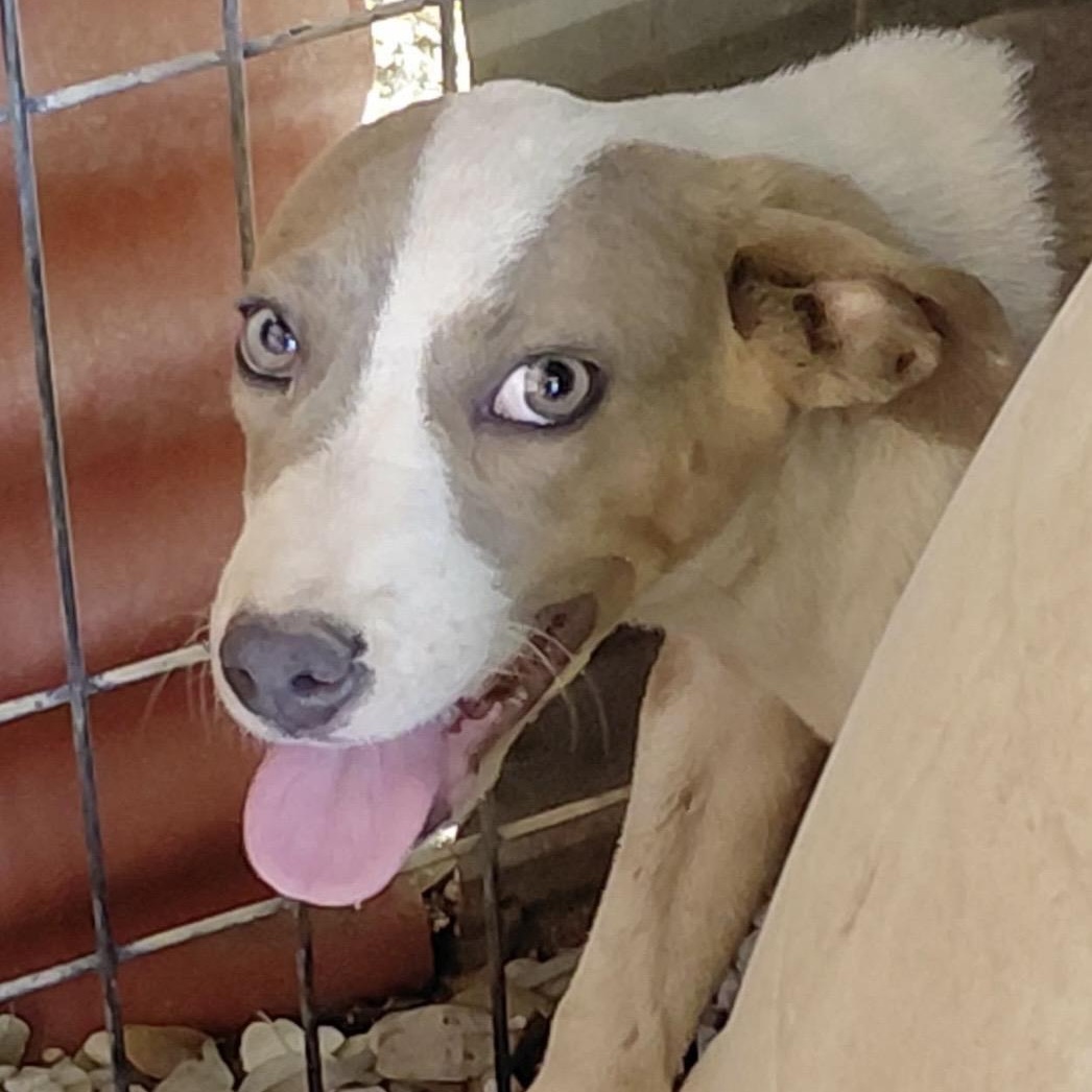 Enlarge Honey, a ADOPTABLE mixed breed in Boston, MA image 3/4