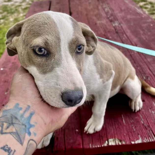 Enlarge Honey, a ADOPTABLE mixed breed in Boston, MA image 2/4