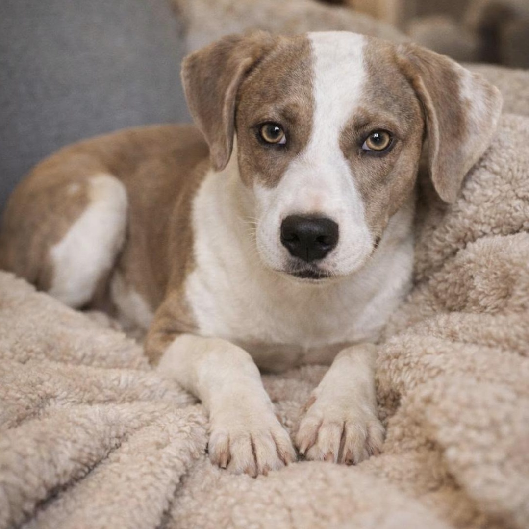 Enlarge Honey, a ADOPTABLE mixed breed in Boston, MA image 1/4