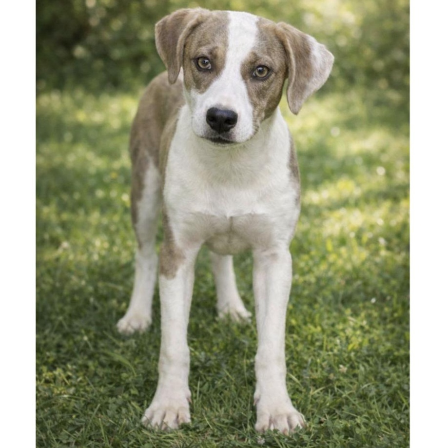 Enlarge Honey, a ADOPTABLE mixed breed in Boston, MA image 4/4