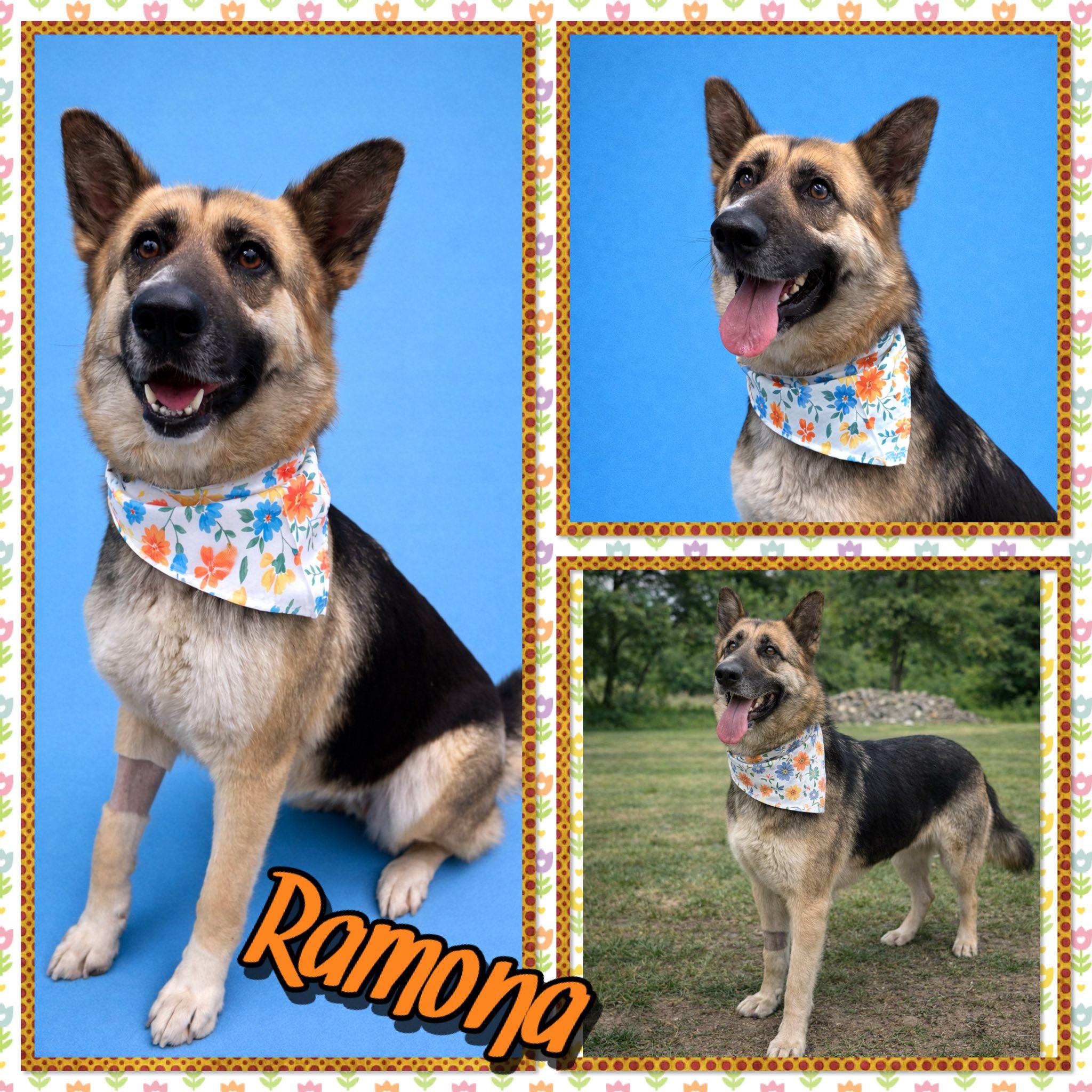 Ramona, ADOPTABLE, Adult Female German Shepherd Dog.
