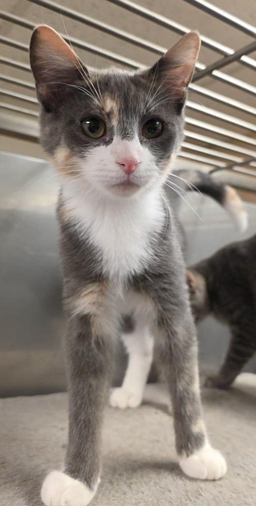Enlarge Tipsy, a Adoptable mixed breed in Sprakers, NY image 1/1