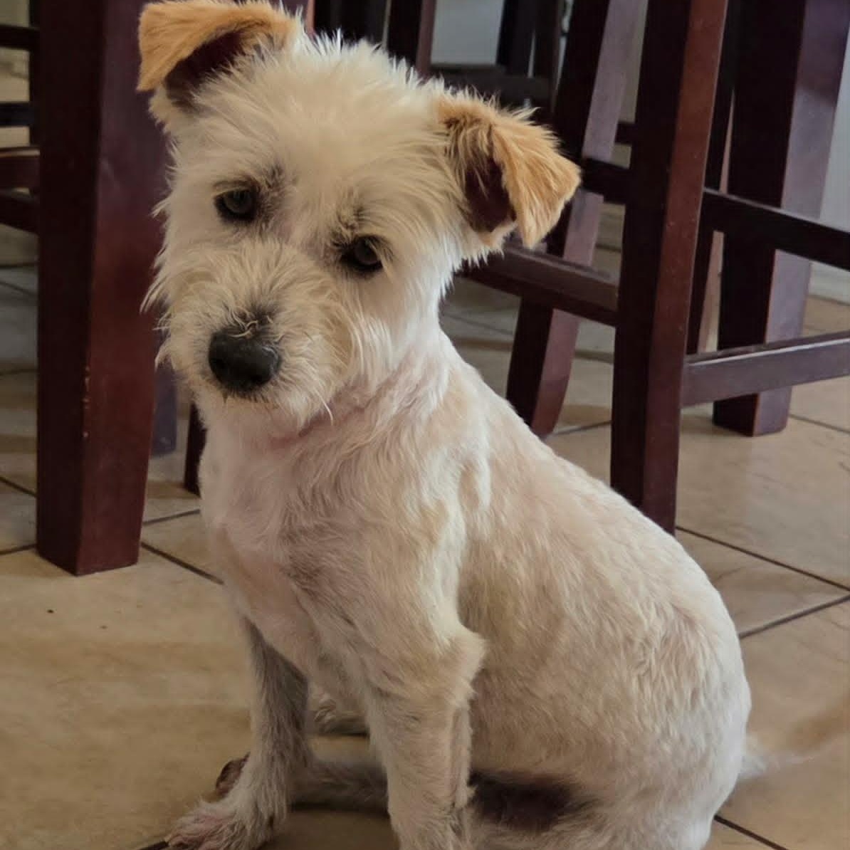 JESTER, a ADOPTABLE Glen of Imaal Terrier in Marana, AZ image 1/2
