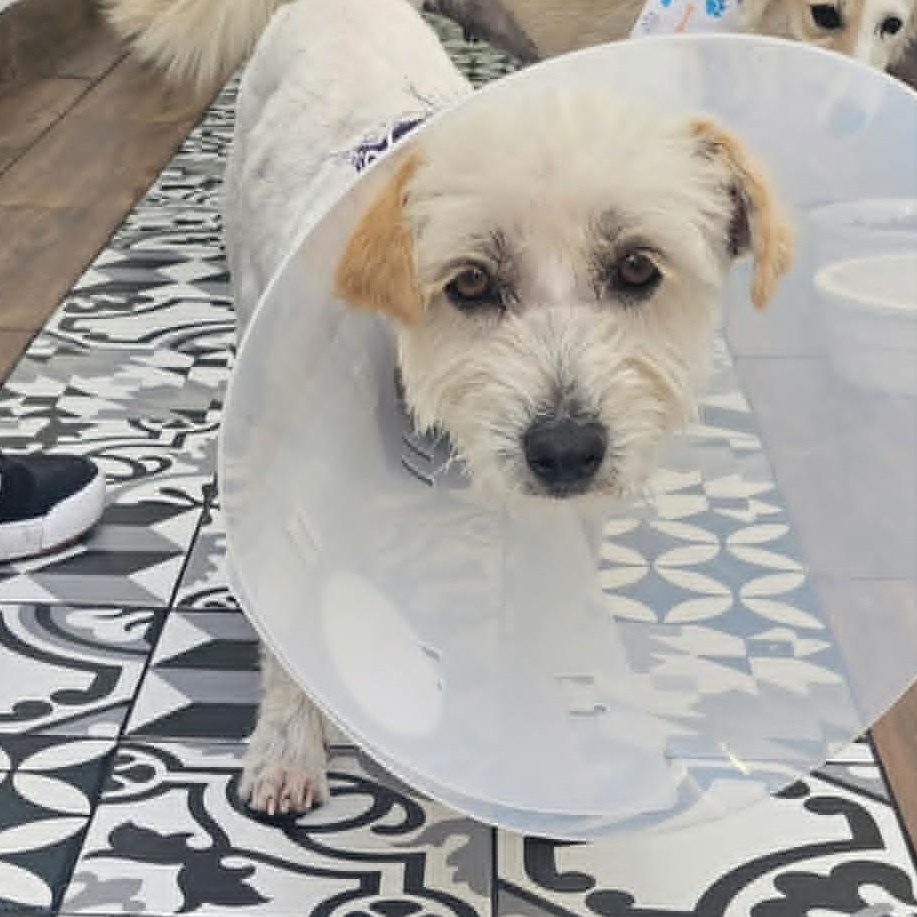 JESTER, a ADOPTABLE Glen of Imaal Terrier in Marana, AZ image 2/2