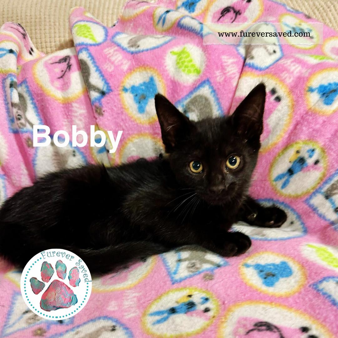 Bobby photo 3