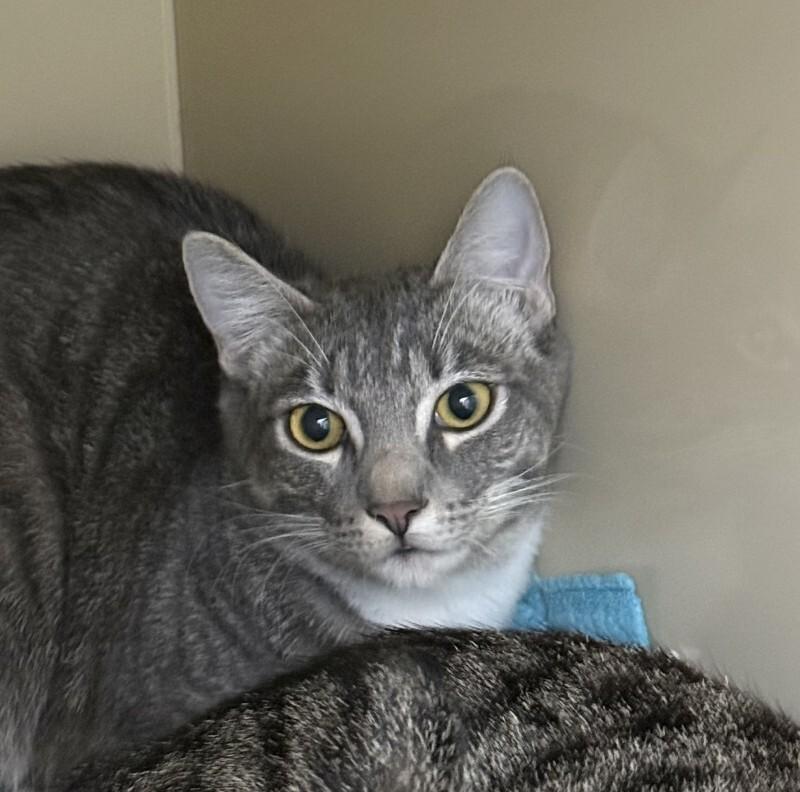 Maxine, Adoptable, Young Female Domestic Short Hair.