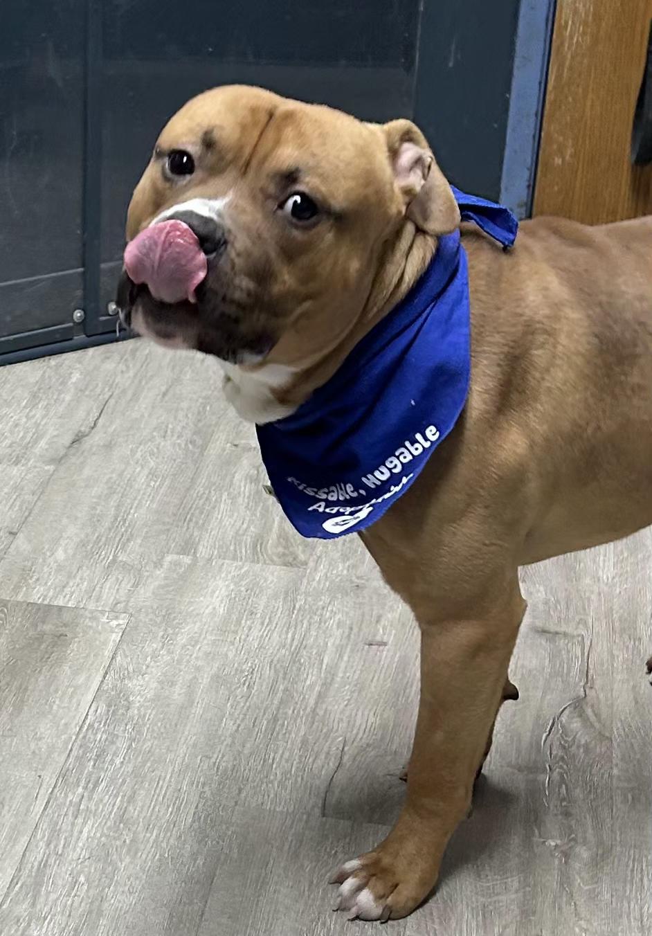 Enlarge Woody, an adoptable mixed breed in Mansfield, OH image 2/4