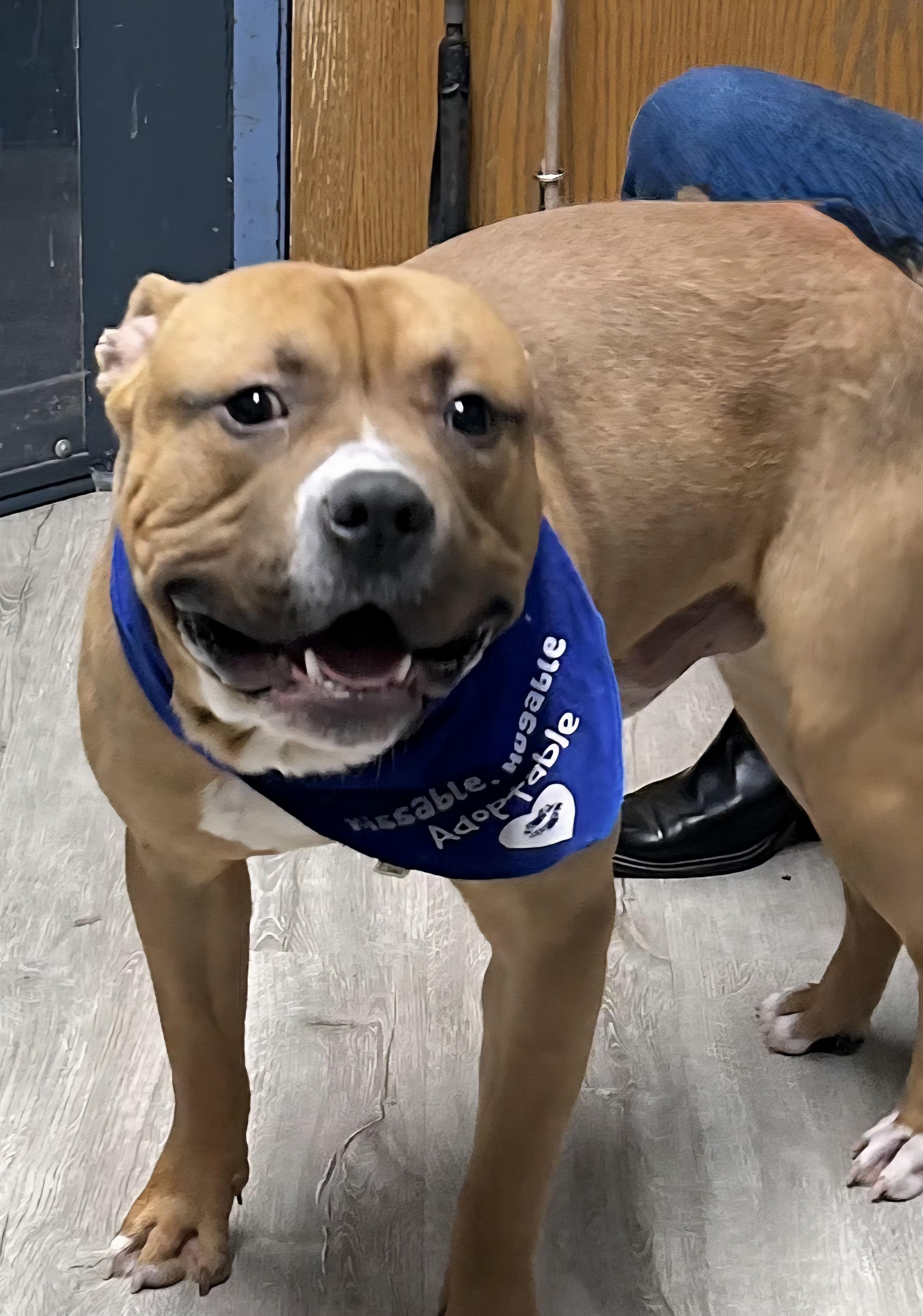 Enlarge Woody, an adoptable mixed breed in Mansfield, OH image 3/4