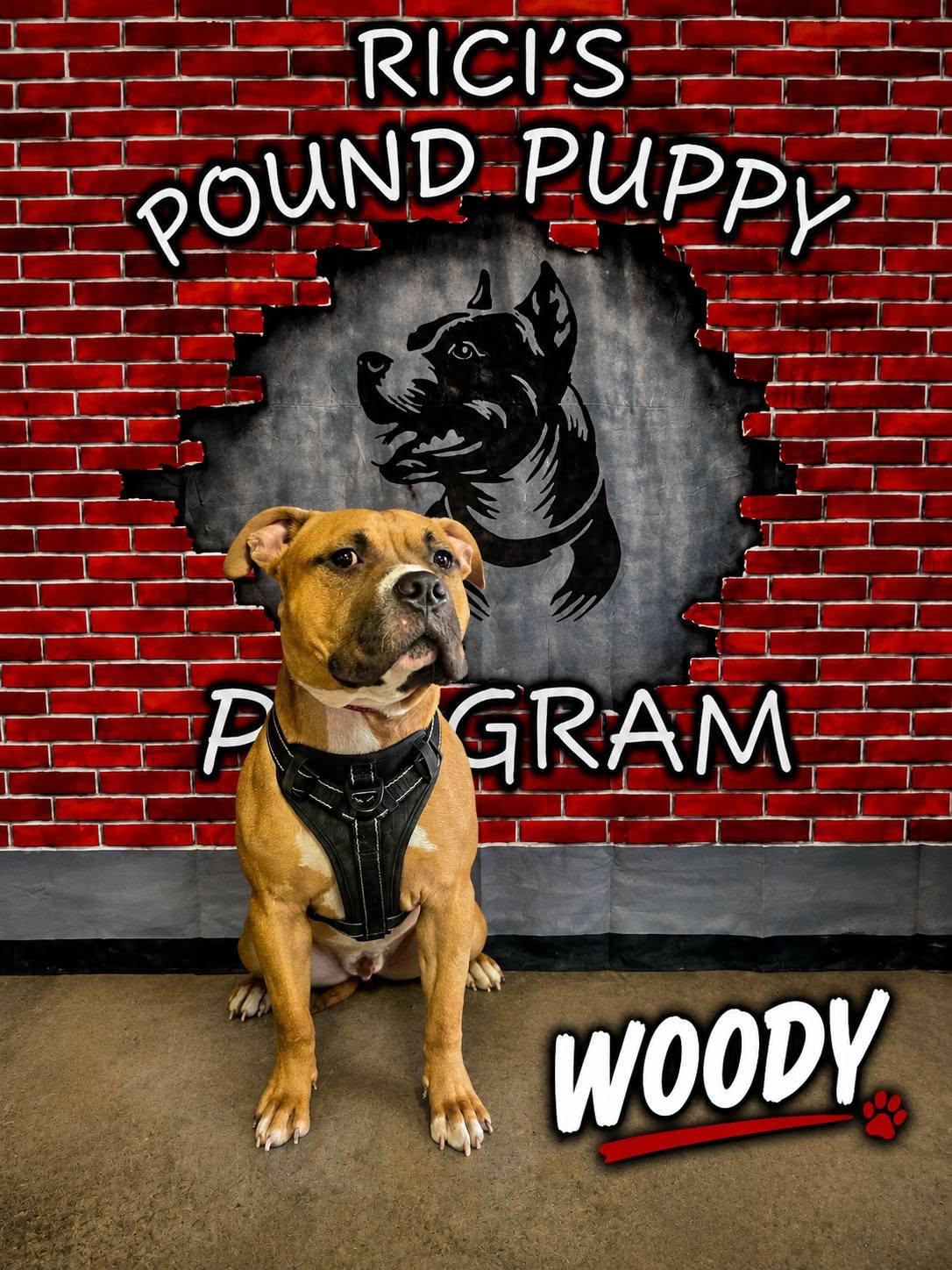 Woody (PRISON PROGRAM), an adoptable mixed breed in Mansfield, OH image 1/3