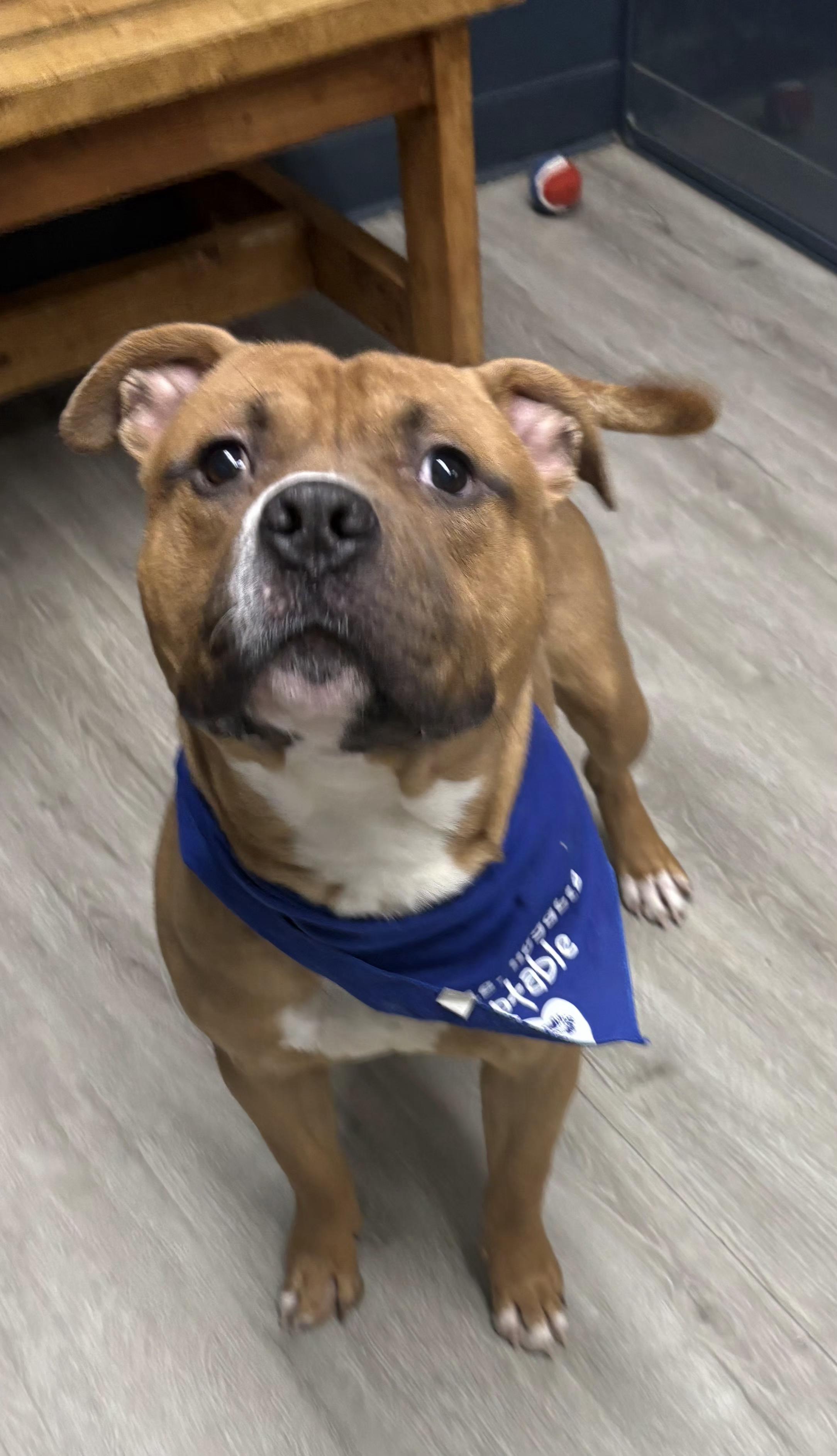 Woody, adoptable, Adult Male Pit Bull Terrier & Boxer.