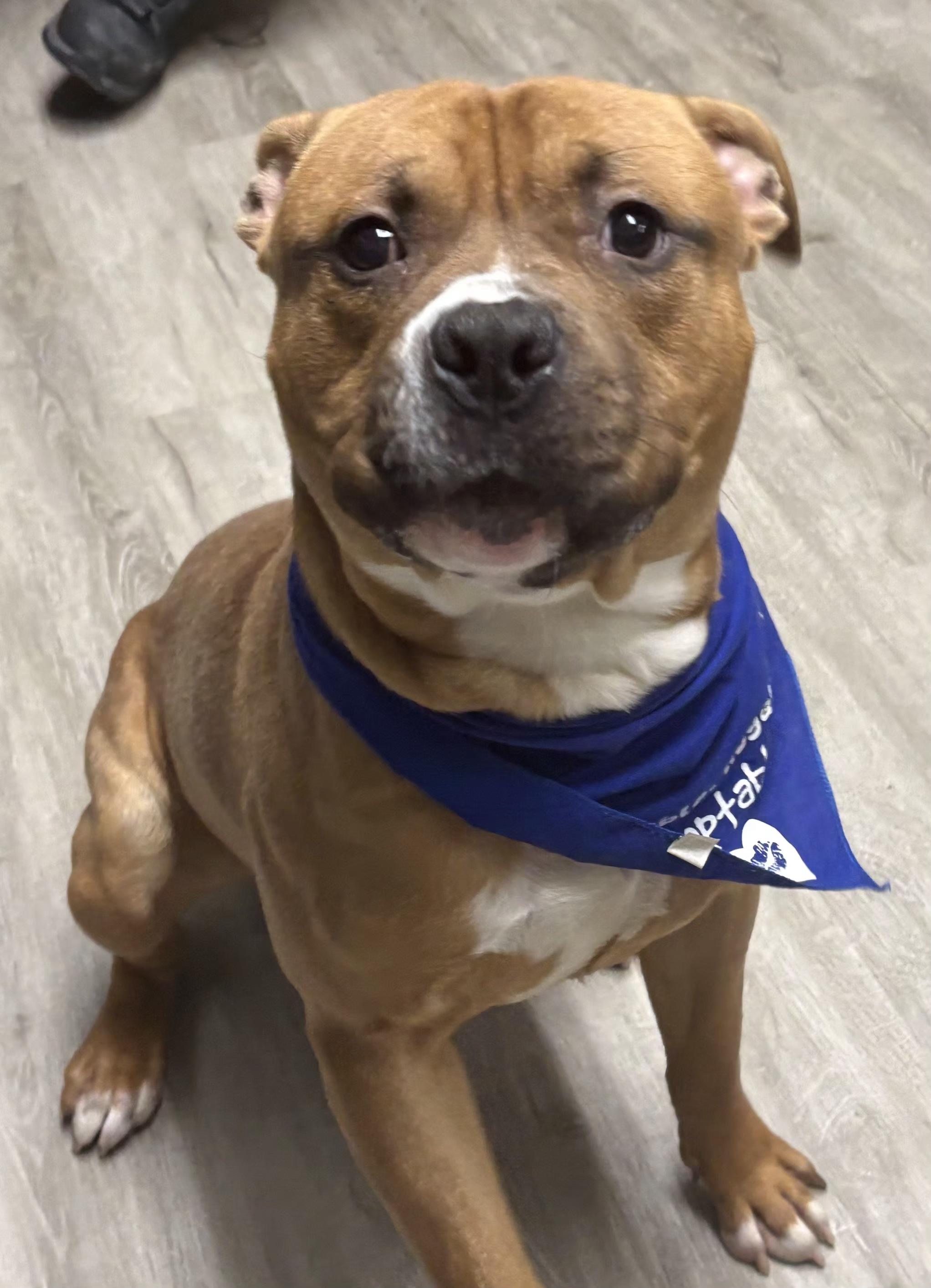 Enlarge Woody, an adoptable mixed breed in Mansfield, OH image 4/4