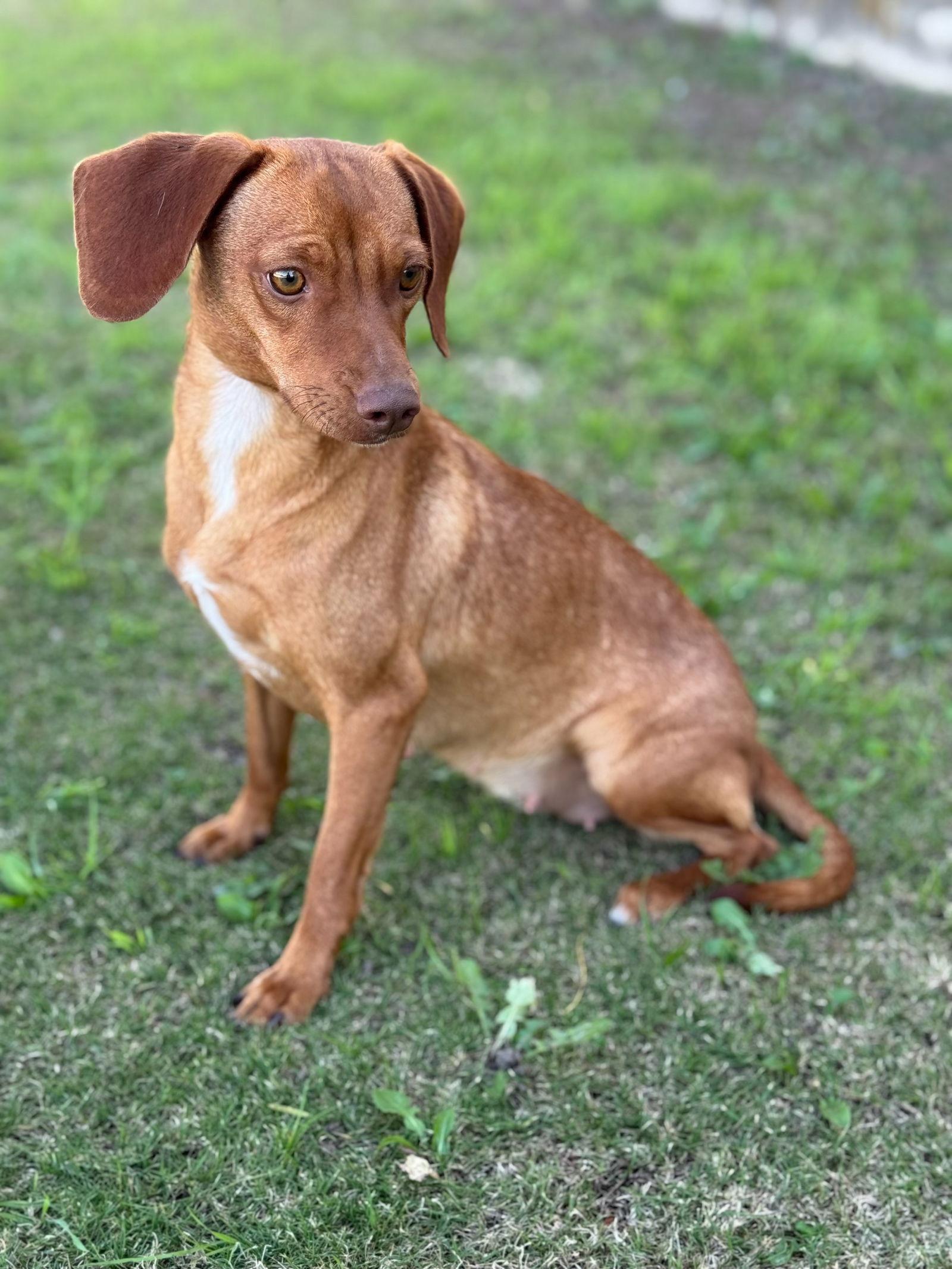 Aria, Adoptable, Adult Female Dachshund.