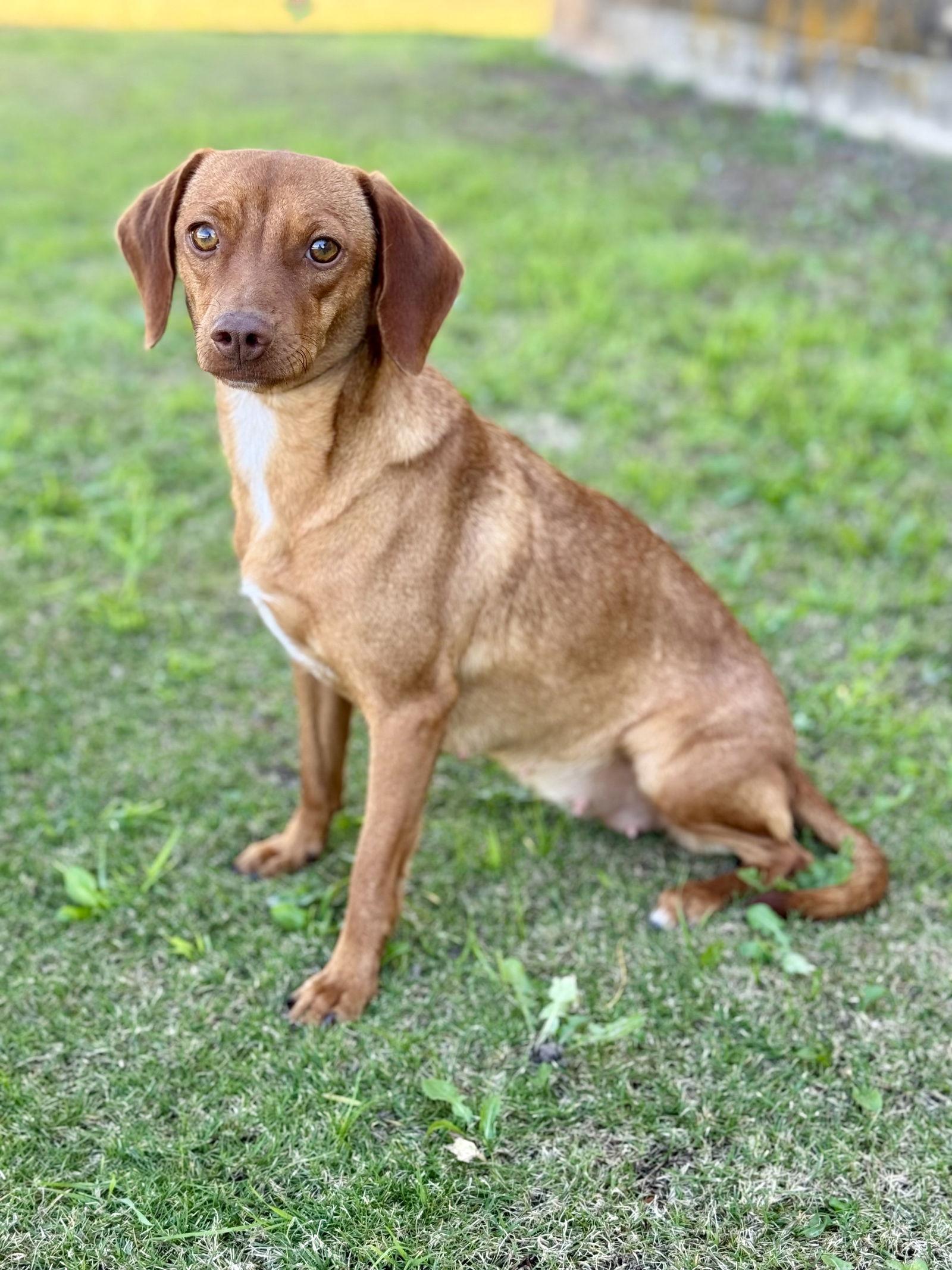 Enlarge Aria, a Adoptable Dachshund in Helotes, TX image 2/3