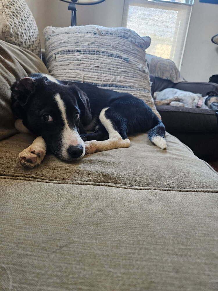 DANIELLE, Adoptable, Puppy Female Labrador Retriever & Retriever.