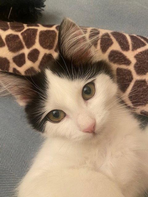 Juniper, Adopted, Kitten Female Domestic Long Hair.