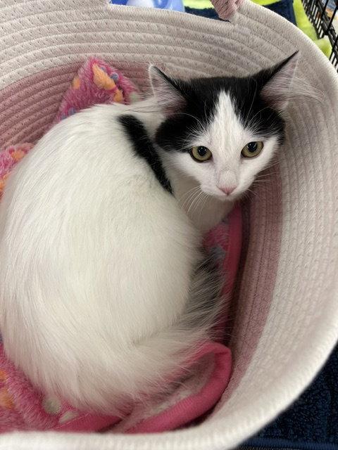 Enlarge Juniper, a Adopted Domestic Long Hair in Antioch, CA image 2/3