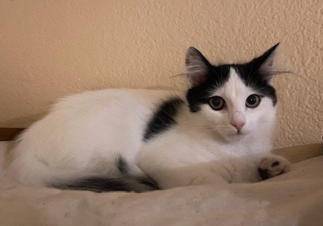 Enlarge Juniper, a Adopted Domestic Long Hair in Antioch, CA image 3/3