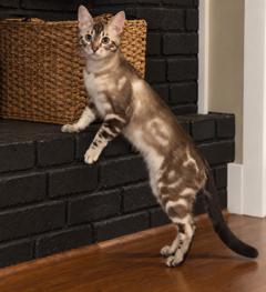 Enlarge OKAPI, a Adopted Bengal in Franklin, TN image 2/3