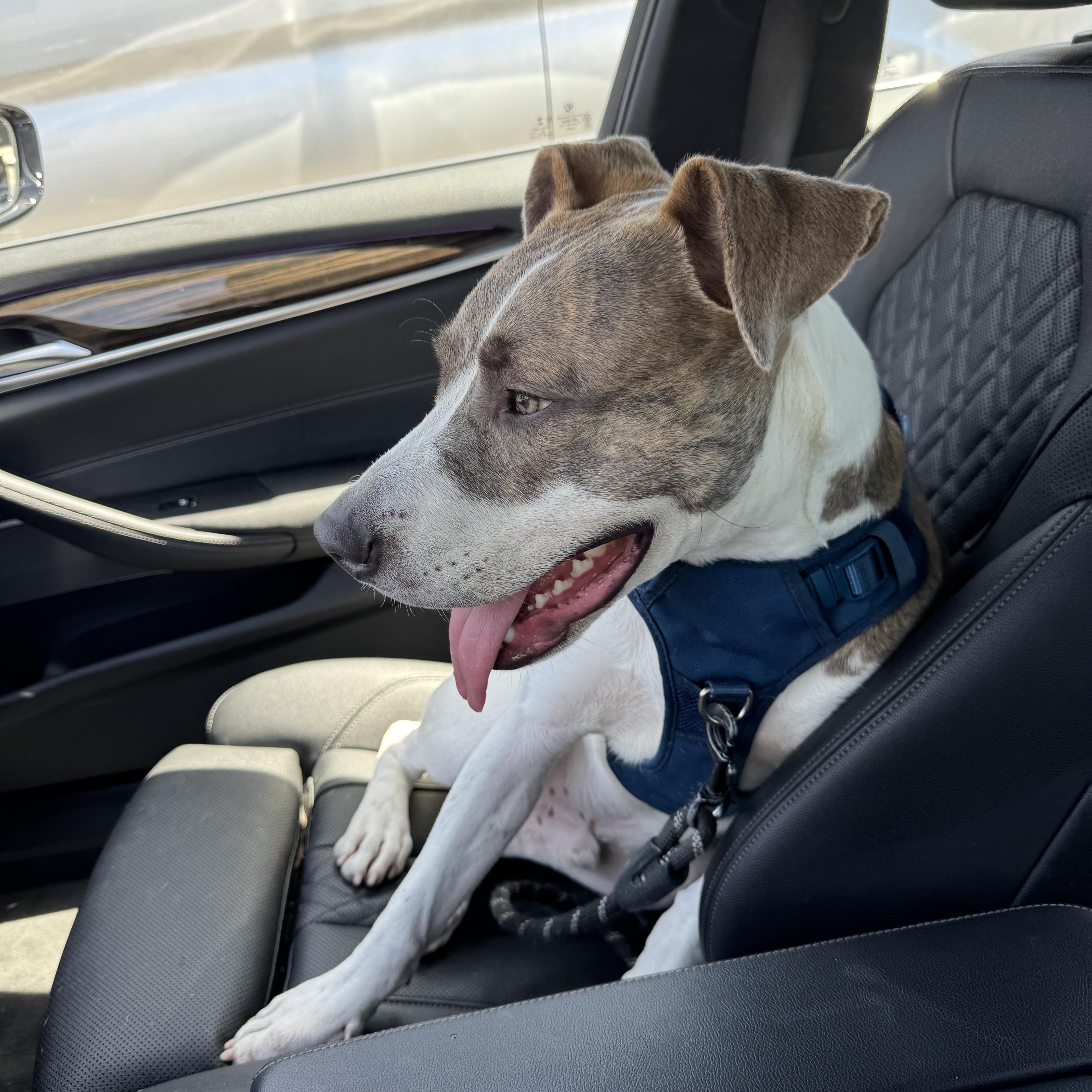 Enlarge Newt, a Adoptable Staffordshire Bull Terrier in Marina del Rey, CA image 1/3