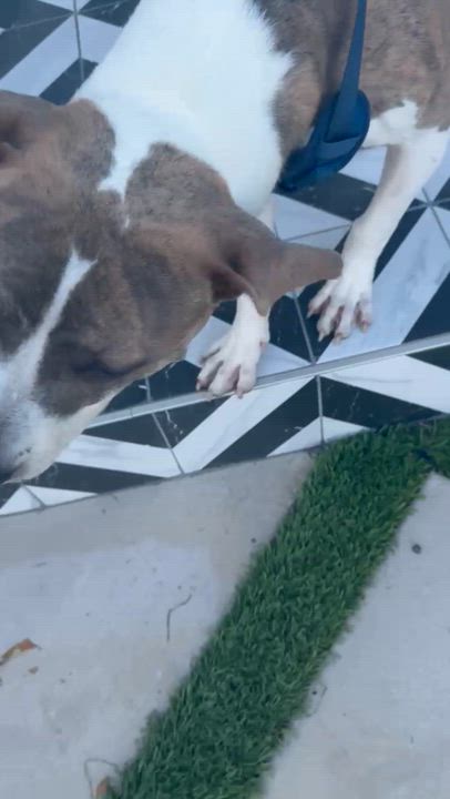 Enlarge Newt, a Adoptable Staffordshire Bull Terrier in Marina del Rey, CA video 3/3