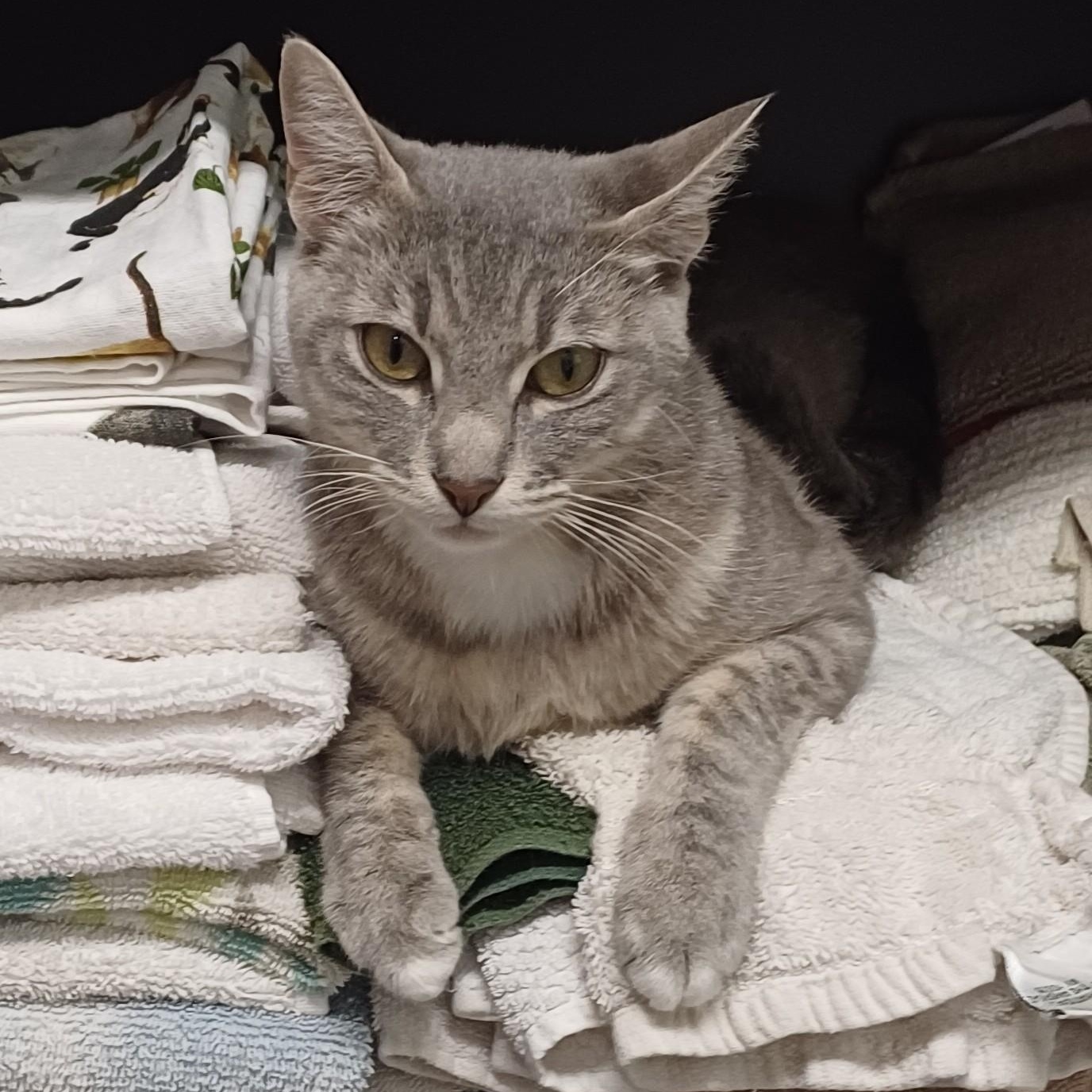 Stella Domestic Short Hair Cat