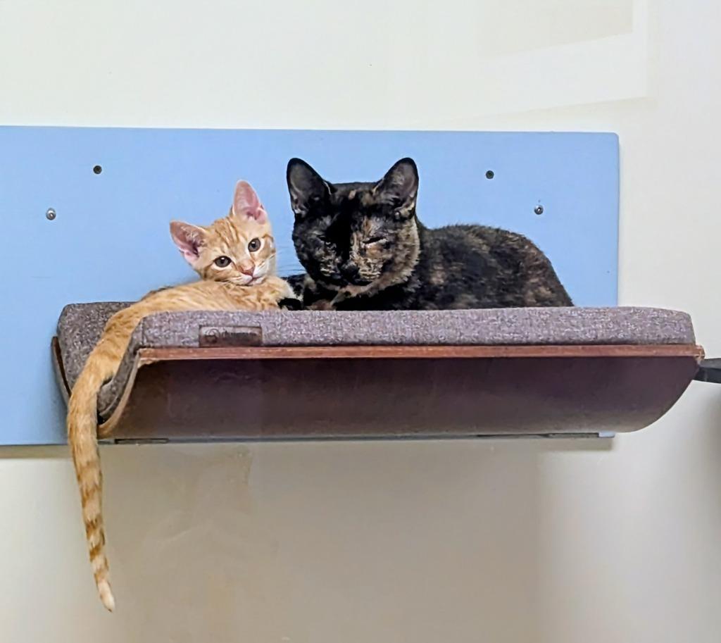 Furby, Adopted, Kitten Female Domestic Short Hair.