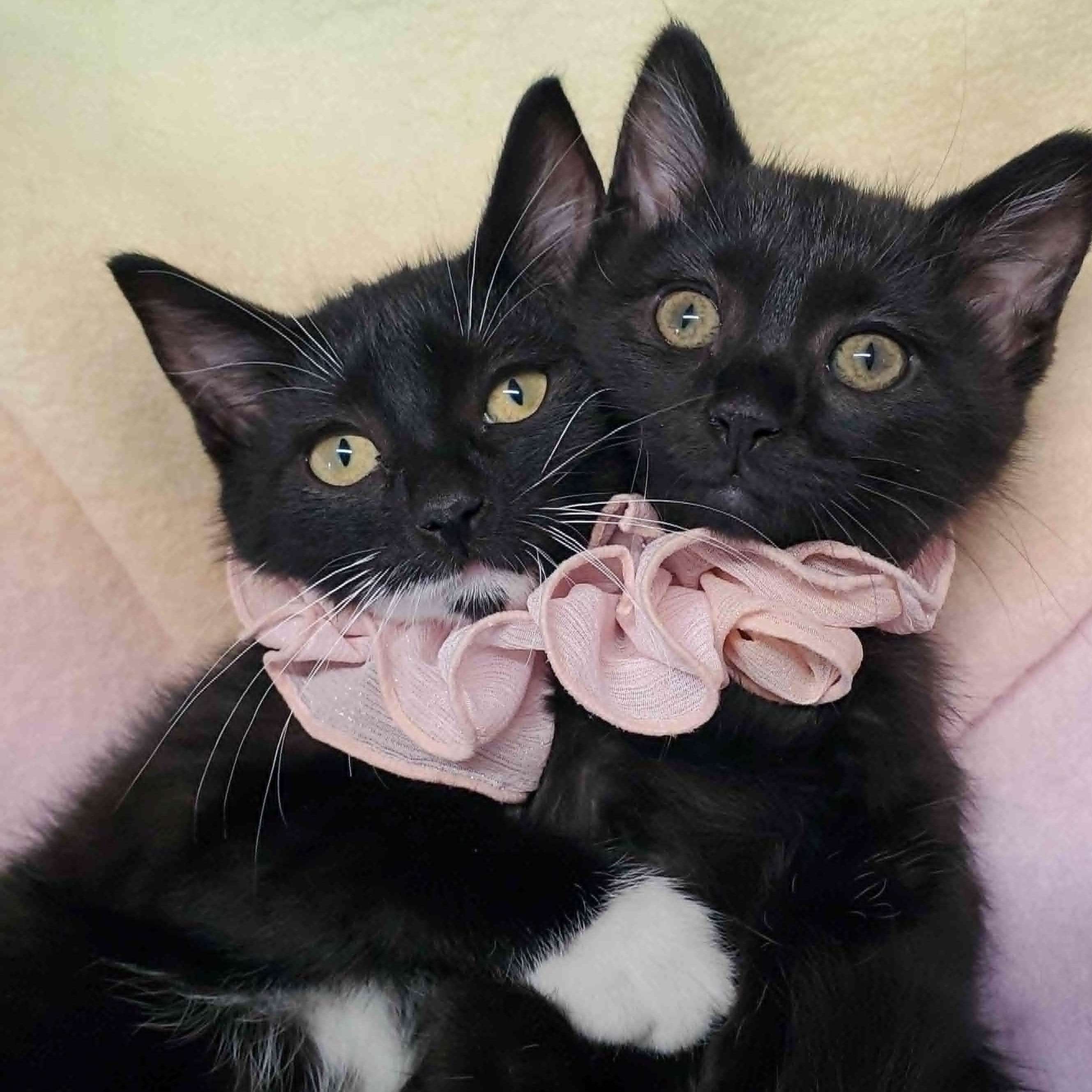 Sneakers &Maddy, adopted, Kitten Female Domestic Short Hair.