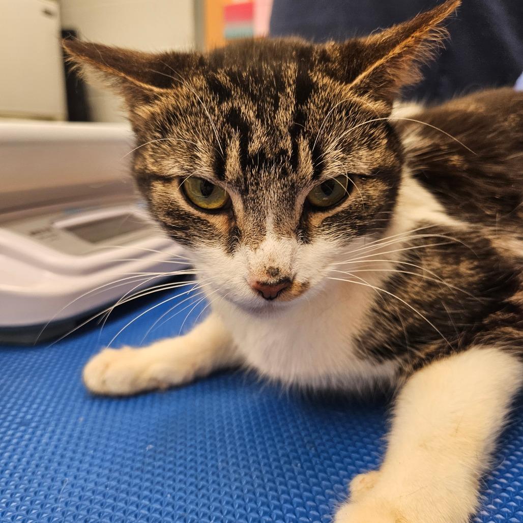 Pottsville, Adoptable, Adult Female Domestic Short Hair.