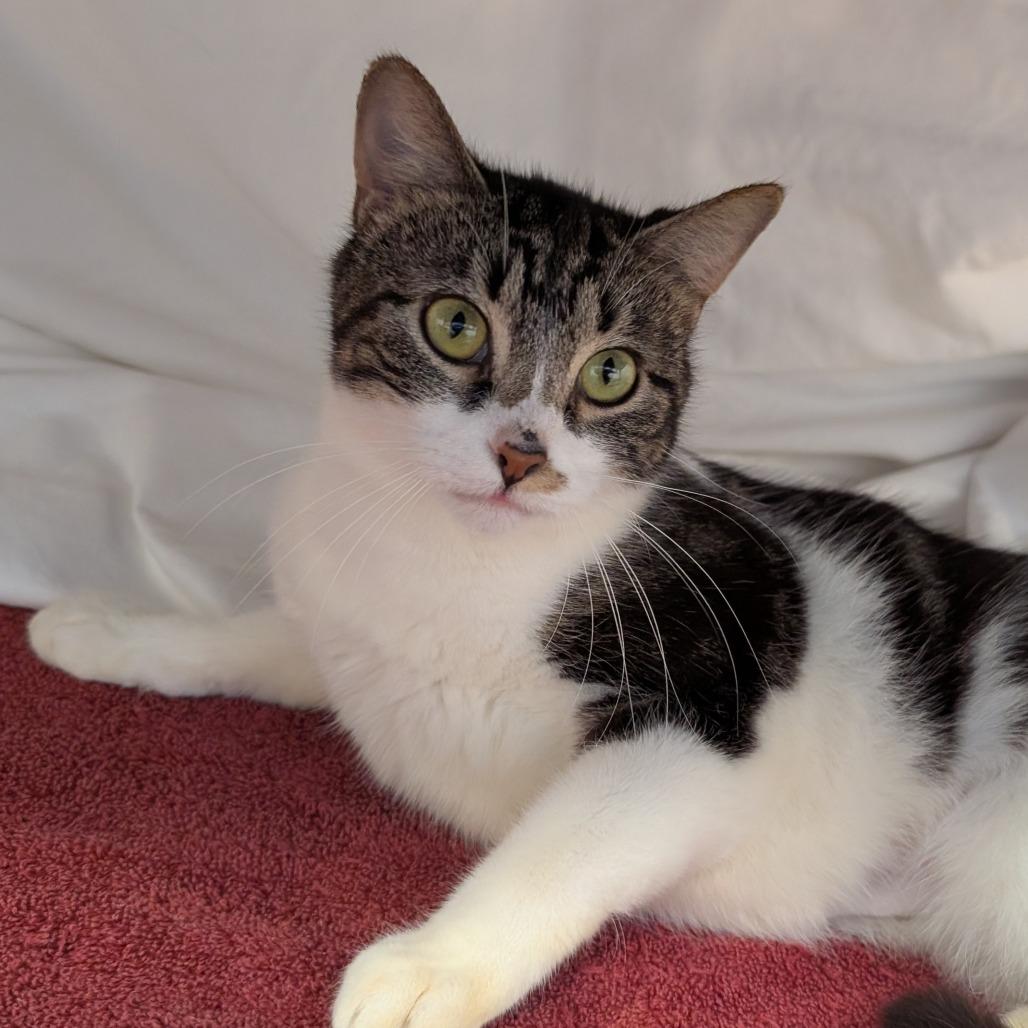 Pottsville, a Adoptable Domestic Short Hair in Birdsboro, PA image 2/4