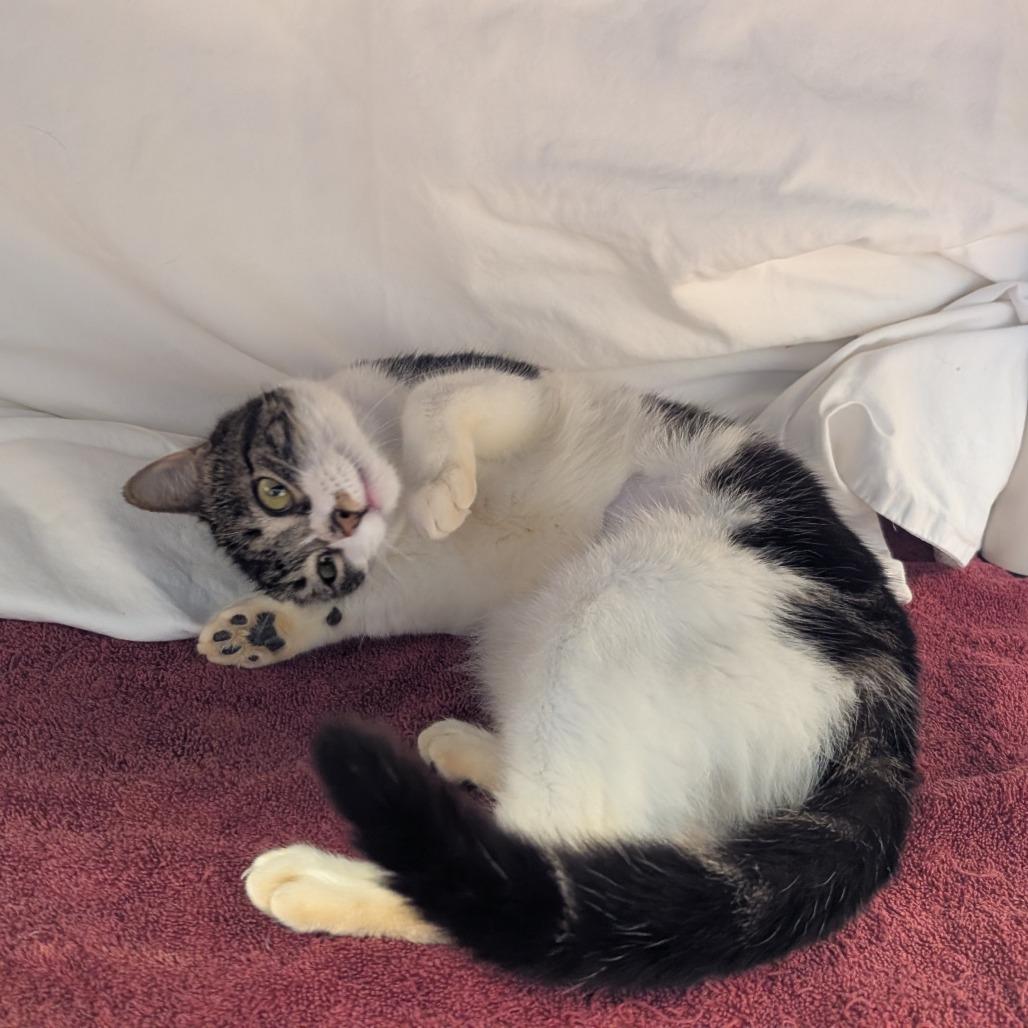 Pottsville, a Adoptable Domestic Short Hair in Birdsboro, PA image 3/4